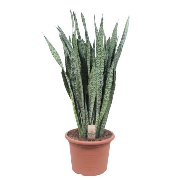 Ceylon-Schwertpflanze, Sansevieria Zeylanica Ø35cm - ↕110cm