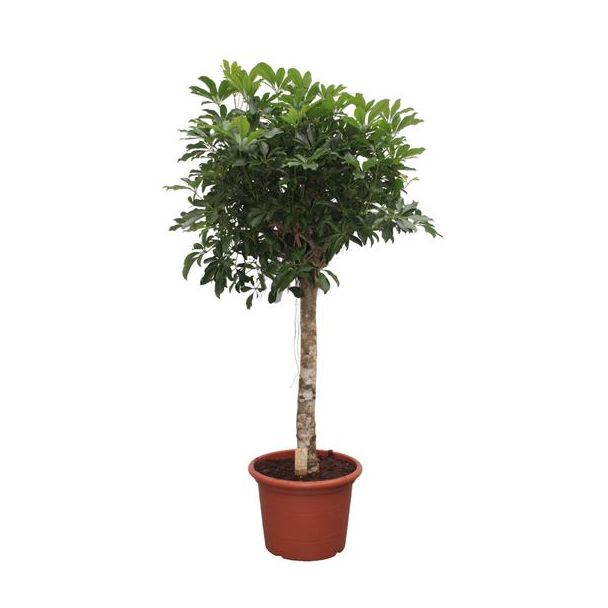 Kompakte Schefflera Arboricola – Idealer Zimmerbaum, 175 cm hoch, ø45