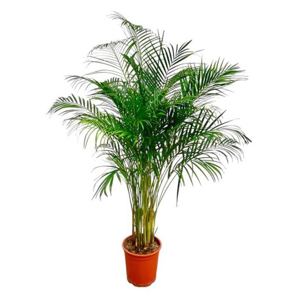 Dypsis Lutescens (Areca-Palme) - 170 cm große Zimmerpflanze - Goldpalme mit Topfmaß ø24 - Luftreinigende Zimmerpflanze