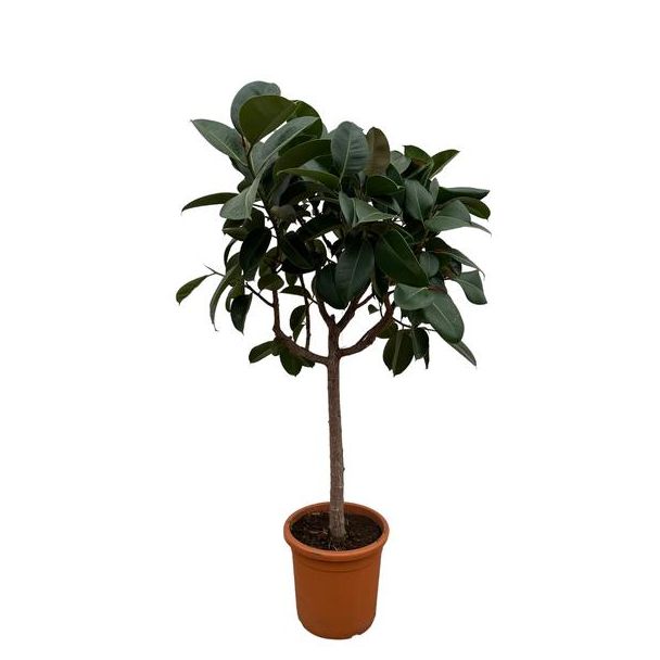 Stamm-Feigenbaum Ficus Elastica Robusta, 180 cm hoch, ø30 Topfgröße, Dunkelgrüner Gummibaum