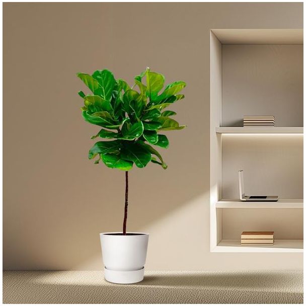 Geigenfeige, Ficus Lyrata, Zimmerpflanze, ø24cm, 130cm hoch