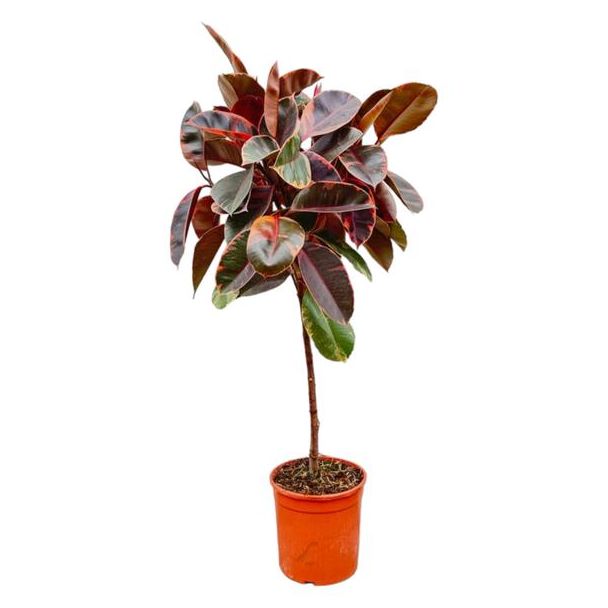 Buntblättriger Gummibaum auf Stamm (Ficus Elastica Belize) für Innenräume, 130 cm hoch, ø24