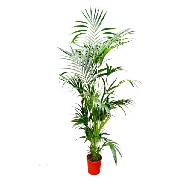 Kentia-Palme Howea forsteriana - 200 cm hoch - Topfgröße ø24