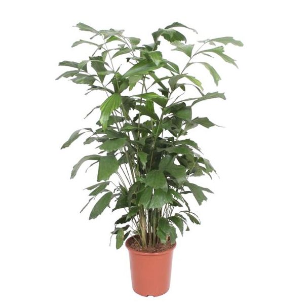 Feine Caryota mitis - Friedenspalme als Zimmerpflanze - 140 cm hoch - 27 cm Topfdurchmesser - Luftreinigend