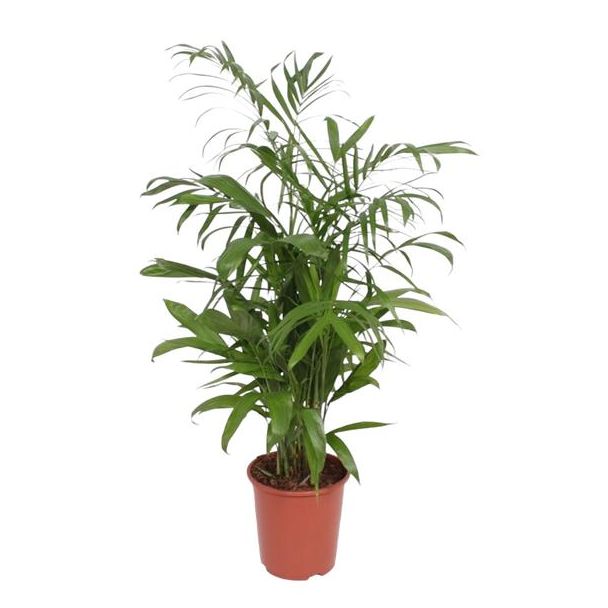 Bambuspalm, Zimmerpflanze, Palme, Chamaedorea Seifrizii - 140 cm - ø27