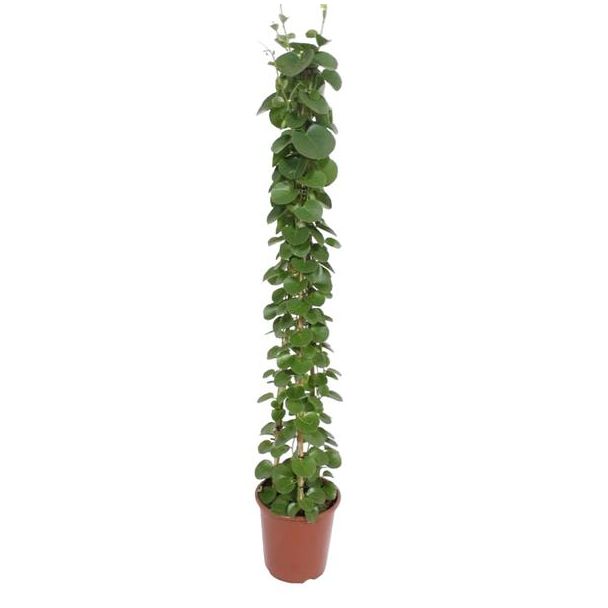 Langgestreckte Zimmerpflanze Arabischer Efeu (Cissus rotundifolia Pyramide), 1,6 Meter hoch, Topfgröße 27 cm