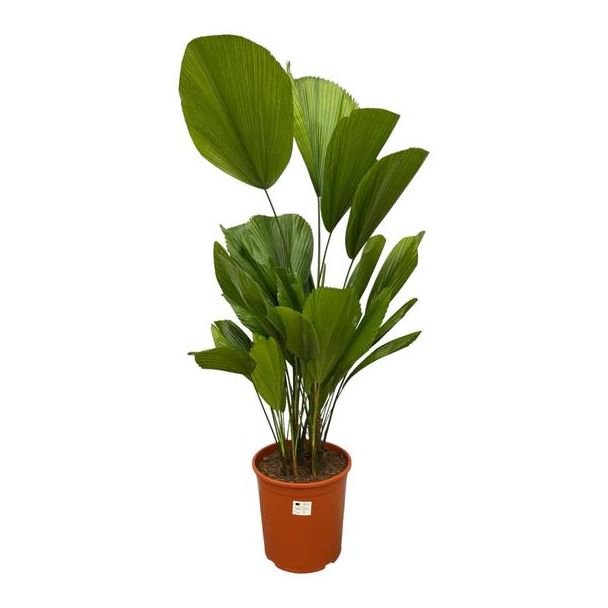Palmpalme Licuala Grandis - 120 cm - ø27 - Tropische Zimmerpalme
