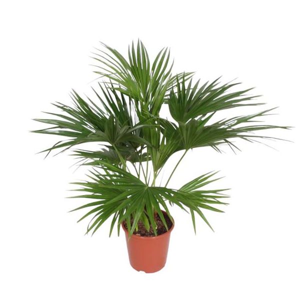 Chinesische Fächerpalme - (Livistona chinensis) für drinnen - Statiger Palmenbaum, 170 cm - ø27