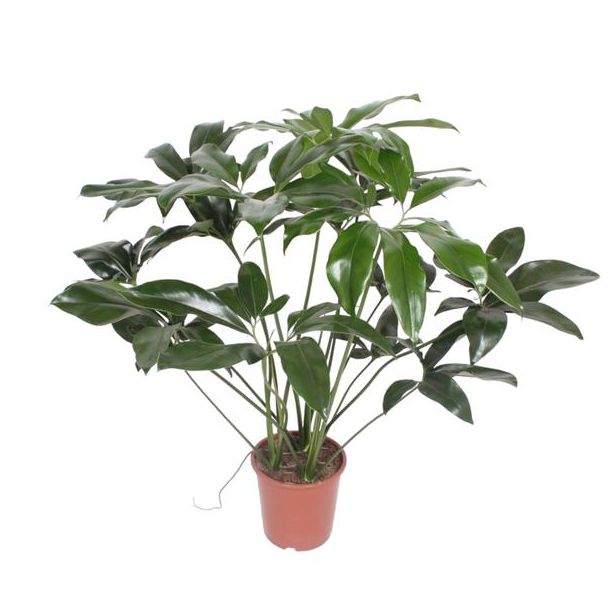 Philodendron Green Wonder Halbschatten Zimmerpflanze - 120 cm hoch - ø27 - Tropische Eleganz