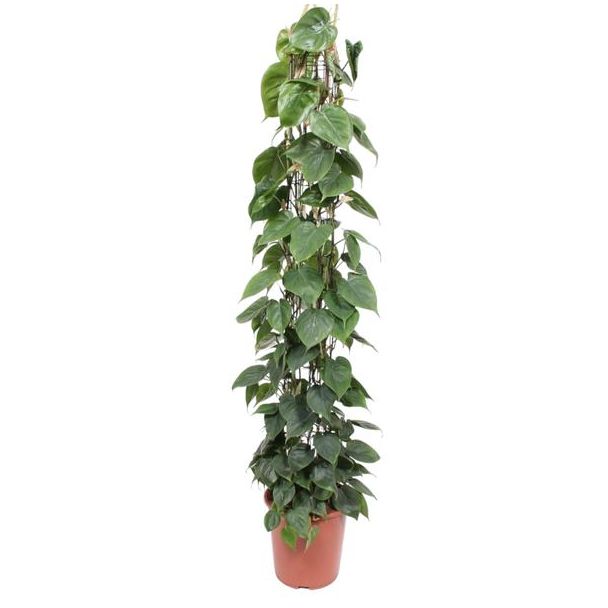 Kletterpflanze auf Gitter mit herzförmigen Blättern, Kletter-Philodendron Scandens, 160 cm hoch - ø27