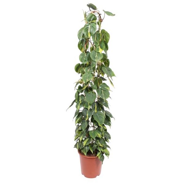 Kamerpflanze Philodendron Scandens Brasil auf Gittergestell, 1,6 Meter hoch, 27 cm Topfdurchmesser