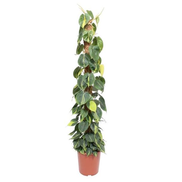 Klimpflanze Philodendron Scandens Brasil auf Moosstab - 150 cm hoch, 27 cm Topfdurchmesser