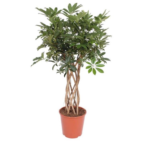 Grüne Zimmerpflanze Schefflera auf Stamm, Fingerbaum für drinnen, 140 cm hoch, Ø30cm
