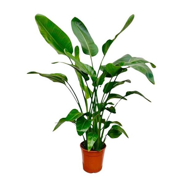 Immergrüne Zimmerpflanze mit mehreren Stämmen Strelitzia Nicolai - 1,5 Meter hoch - Ø21 cm