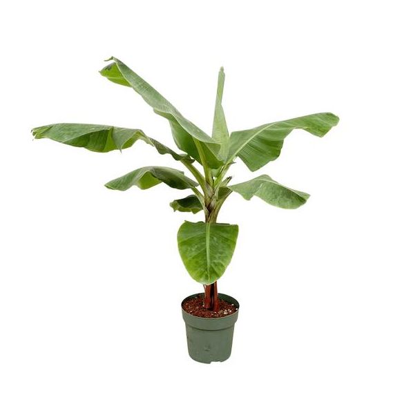 Bananenpflanze innen | 150cm - Ø30 | Zimmerpflanze für tropisches Flair