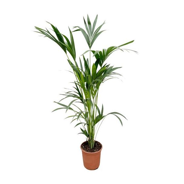 Kentia-Palme innen - 160 cm - Ø24 - eine starke Zimmerpalme - ungiftige Zimmerpflanze