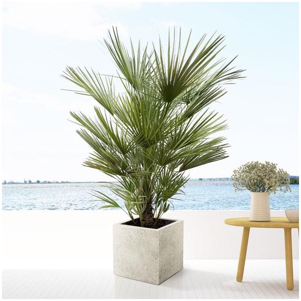 Europäische Zwergpalme, etwa 150 cm hoch und 35 cm Topf, Chamaerops humilis Strauch