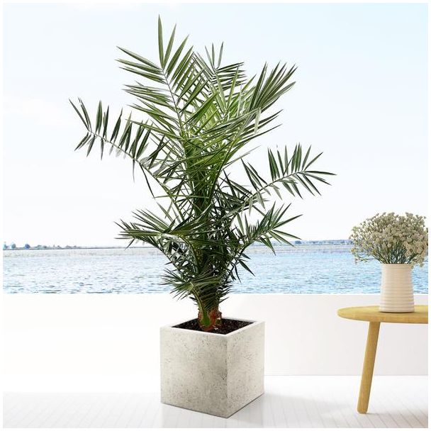 Kanaren-Dattelpalme (Phoenix Canariensis)