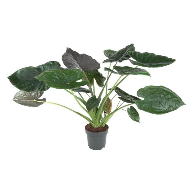 Elefantenohren innen (Alocasia Wentii) 120 cm - ø32 | luftreinigend und tropisches Flair