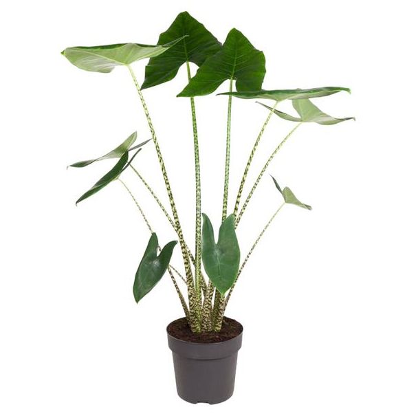 Zebrapflanze innen | Zimmerpflanze mit Zebramuster | Alocasia Zebrina - 130 cm hoch - ø32