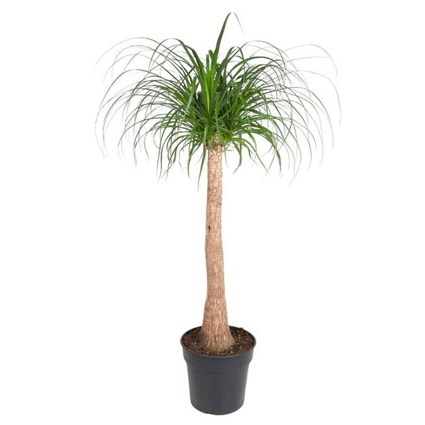 Flaschenbaum (Beaucarnea-Stamm) Zimmerpflanze Schatten/Halbschatten - 130 cm - ø32