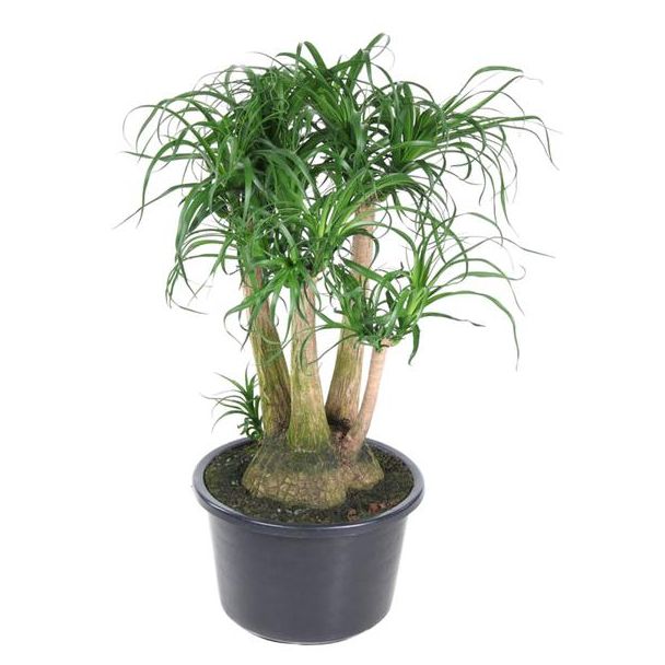 Verzweigter Flaschenbaum (Beaucarnea) - 110 cm - ø41 - Sicher für Haustiere - Breite Zimmerpflanze
