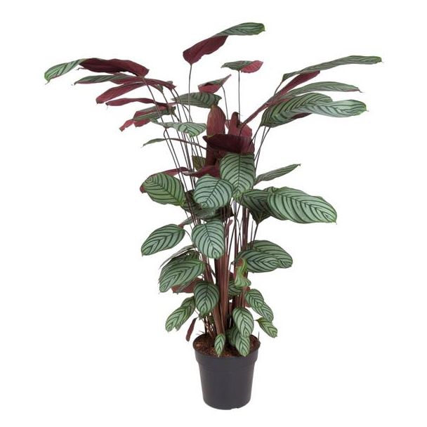 Roseopicta Zimmerpflanze mit grünen und rosa Blättern (Calathea Oppenheimiana), 140 cm hoch - ø27