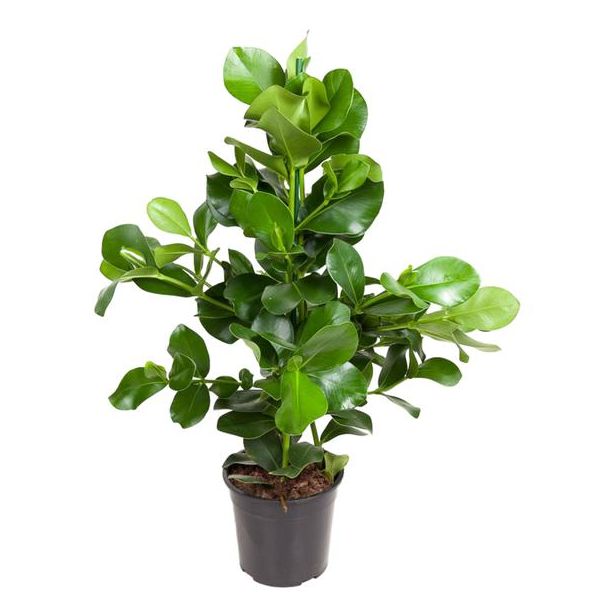 Clusia rosea Zimmerpflanze | Signaturbaum Zimmerpflanze - 100 cm - ø31 cm