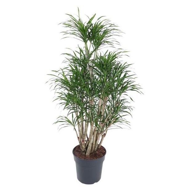 Anita Drachenbaum verzweigt | Dunkelgrüne Zimmerpflanze Dracaena Anita - 140 cm hoch - ø31