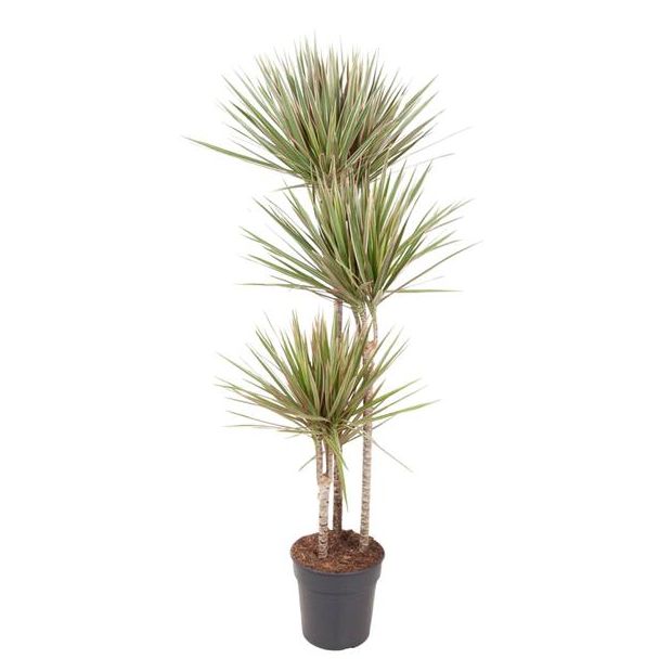 Dracaena Bicolor | 150 cm hoch - ø24 cm | Wüstenatmosphäre