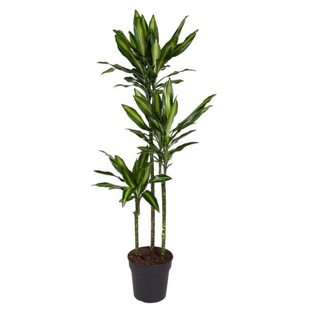 Cintho Drachenbaum / Dracaena Cintho / Halbschatten Zimmerpflanze - ca. 1,6 m hoch, Topfgröße 24 cm