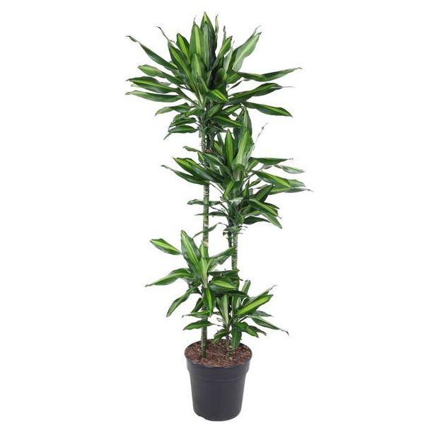 Dracaena Cintho innen 150 cm hoch - ø27 cm | Grüne Ausstrahlung