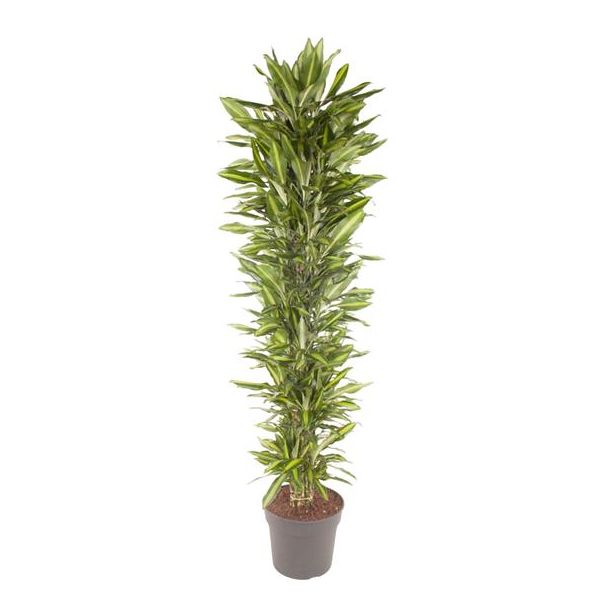 Dracaena Drakenbaum innen verzweigt - Hohe Zimmerpflanze mit grüner Ausstrahlung - ca. 2,1 Meter hoch - ø40 cm