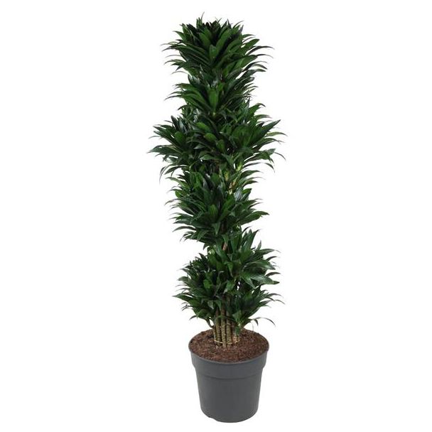 Kompakte Zimmerpflanze Dracaena Compacta verzweigt - 170 cm hoch - ø34 cm | Tiefgrüne Blätter | Kompaktes Wachstumsverhalten