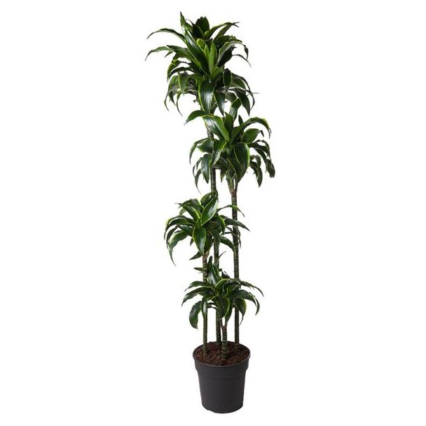 Goldene Drachenpflanze innen (Dracaena Dorado) - 170 cm - ø27 cm - Halbschatten Standort
