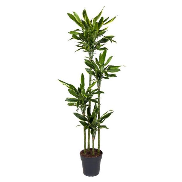 Goldene Küste Drachenbaum / Dracaena Gold Coast - ca. 1,70 m hoch - Topfdurchmesser ø27 cm