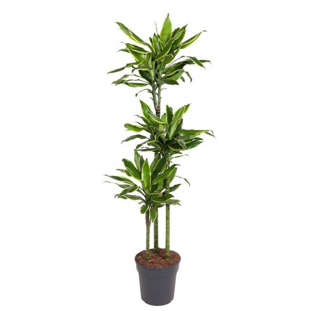 Stilvolle Dracaena Golden Coast 160 cm – Goldene Küste Drachenbaum für jedes Interieur