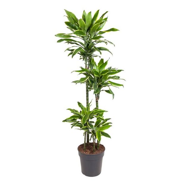 Goldene Küste Dracaena 140 cm – Elegant, Pflegeleicht und Luftreinigend