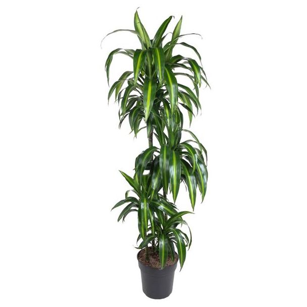 Hawaiianische Drachenpflanze (Dracaena Hawaiiana) innen, 160 cm - ø24 cm - tropisches Paradies Flair