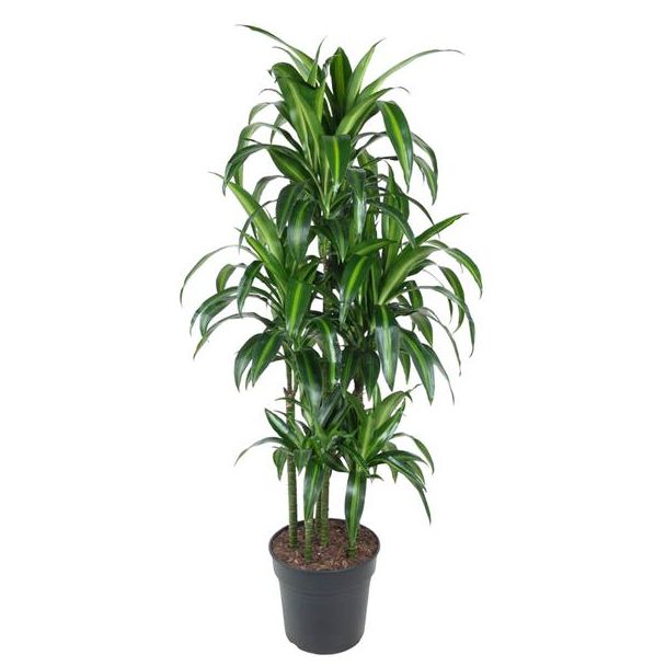 Stilvolle Tropische Pflanze - Dracaena Hawaiiana Carrousel 150 cm - ø31 cm