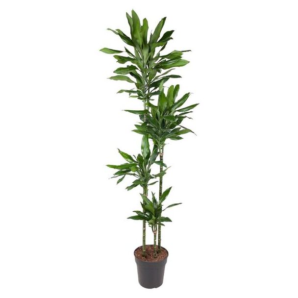 Dracaena Janet Lind 180 cm - Elegante Drachenbaum für Innen - Ø27 - Ideal für Luftreinigung und Innendekoration