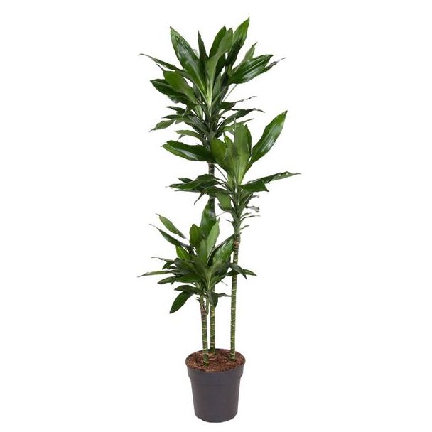 Dracaena Janet Lind - 160 cm - ø24 - Die perfekte grüne Ergänzung für jeden Innenraum