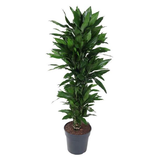 Dracaena Janet Lind - 150 cm - Stilvolle Zimmerpflanze mit tiefgrünen Blättern