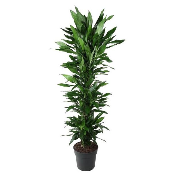 Luxuriöse Dracaena Janet Lind verzweigt - 170 cm - Ideal für gesunde Raumluft