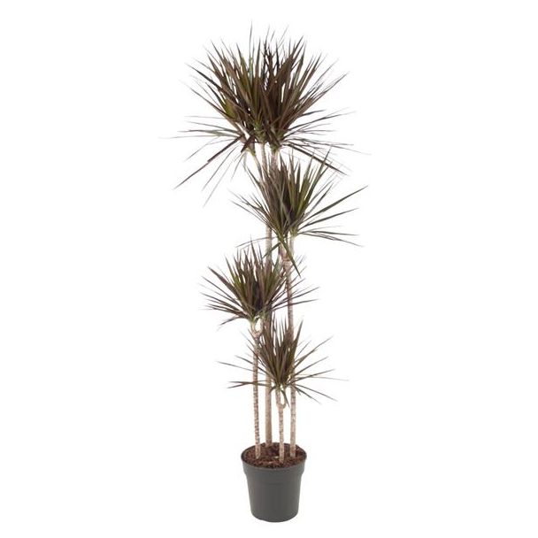 Schlanke Zimmerpflanze Dracaena Magenta mit auffälligen magenta-roten Rändern, 180 cm - ø27