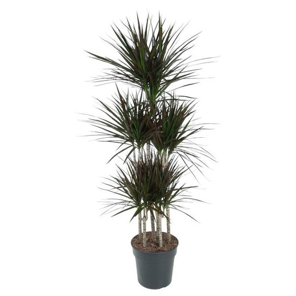 Dracaena Magenta Karussell - 150 cm Hoch - Elegante Pflanze mit Magenta Akzenten für die Wohnraumdekoration