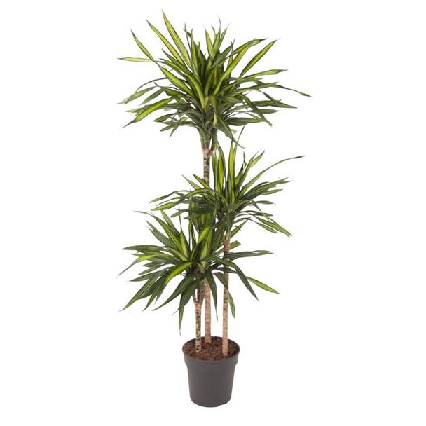 Dracaena Riki Zimmerpflanze - 140 cm - Perfekt für Innenräume