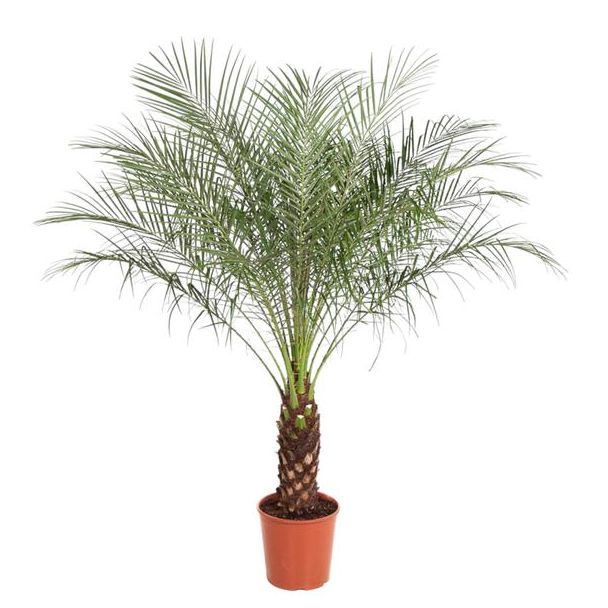 Pflegeleichte Zimmerpalme - Phoenix Roebelenii - ca. 170 cm hoch, Topfdurchmesser 32 cm
