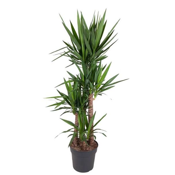 Palmlilie / Yucca Elephantipes, immergrüne Zimmerpflanze mit schmalen Blättern, 180 cm - ø34