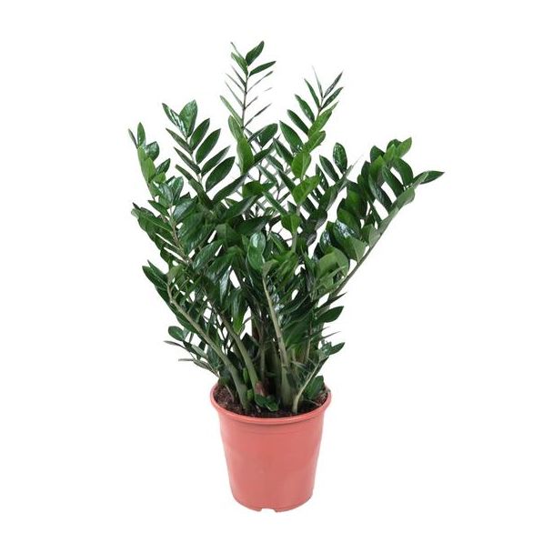 ZZ-Pflanze | Zamioculcas Zamiifolia | Beruhigende Zimmerpflanze - 1 Meter hoch, ø27